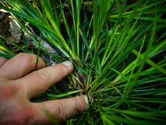 Carex communis