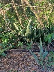 Sansevieria