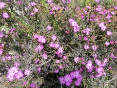 Drosanthemum asperulum