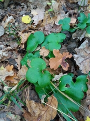 Hepatica nobilis
