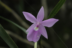 Dimerandra emarginata