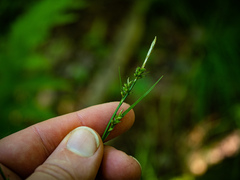 Carex communis