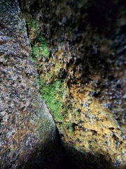 Crepidomanes intricatum