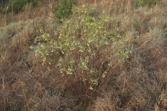 Gomphocarpus