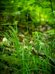 Carex pensylvanica