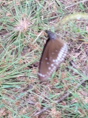 Euploea core