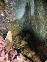 Crepidomanes intricatum