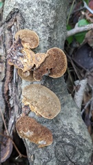 Coriolopsis strumosa