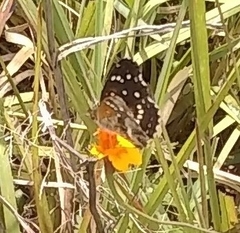 Anthanassa texana texana