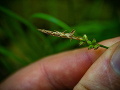 Carex pensylvanica