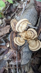 Coriolopsis strumosa