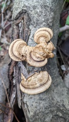 Coriolopsis strumosa