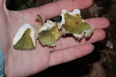 Heterophyllidia