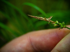 Carex pensylvanica