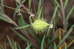 Gomphocarpus