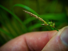 Carex pensylvanica