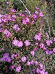 Drosanthemum asperulum