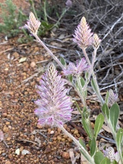 Ptilotus exaltatus