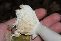 Heterophyllidia