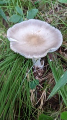 Amanita imazekii
