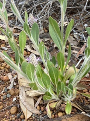 Ptilotus exaltatus