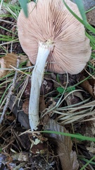 Entoloma rhodopolium