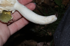 Heterophyllidia