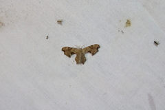 Calledapteryx dryopterata