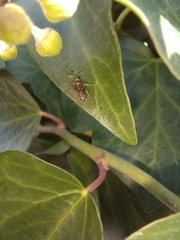 Formica cinerea
