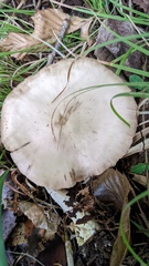 Entoloma rhodopolium