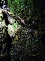 Crepidomanes intricatum