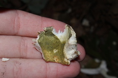 Heterophyllidia