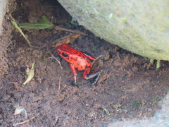 Oophaga pumilio