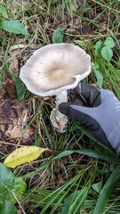 Amanita imazekii