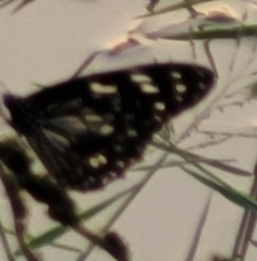 Lepidoptera