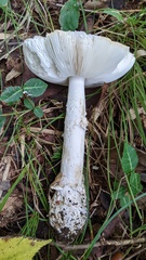 Amanita imazekii