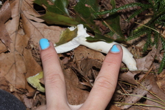 Heterophyllidia