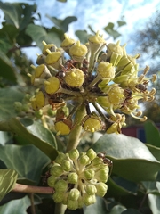 Formica cinerea