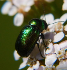 Cryptocephalus sericeus