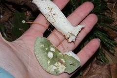 Heterophyllidia