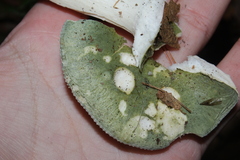 Heterophyllidia