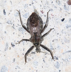 Harpactorinae