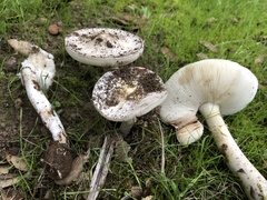 Amanita ocreata