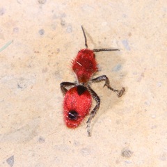 Dasymutilla erythrina