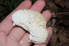 Heterophyllidia