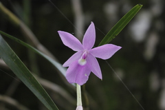 Dimerandra emarginata