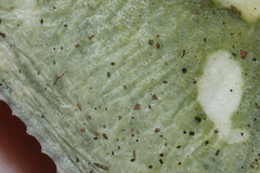 Heterophyllidia