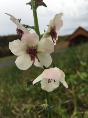 Verbascum blattaria