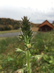 Verbascum blattaria