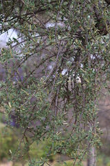 Erianthemum ngamicum